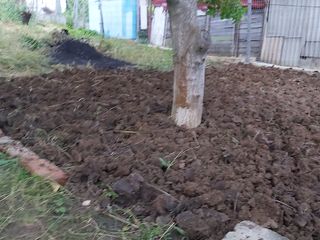 Рядом с буюканами