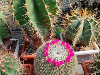Vind colectie de cactusi foto 9