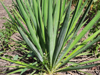 Yucca foto 6