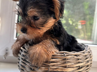 yorkshire terrier