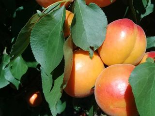 Pomi fructiferii, cais - Big red, Pin-kot  Farboli, Faralia, Sprin blush, Chiot foto 10