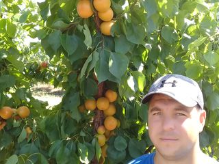 Pomi fructiferi migdal foto 1