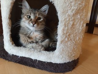 Pisici / Кошки foto 2