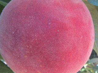 Pomi fructiferi migdal foto 10