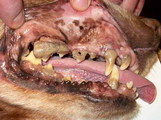 Ультрозвуковая чистка зубов животным foto 2