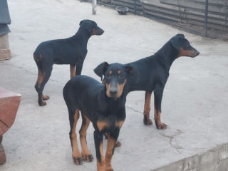 Se vînd caţei de rasă curată Doberman