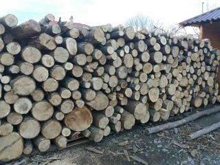 Lemn pentru foc si brichete.En- Gros. Livrare. Volume mari/ Дрова оптом. доставка foto 3