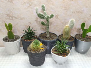 Cactus.Livrare. / Кактус. Доставка. foto 2