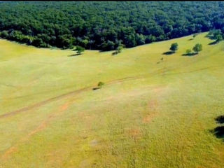 Hincesti 19 hectare pe un număr cadastral marginea orasului lingă pădure foto 10