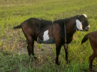 Vînd doi țapi unu de 1,8 luni și unu 7 luni. foto 1