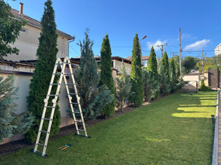 Tundere tuia/ leylandi/ gard viu ! foto 4