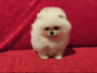 Подарок любимым! mini spitz pomeranian toy foto 6