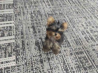 Urgent! Spre vînzare 1 băiețel mini York