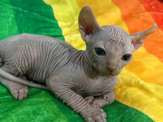 Котёнок Sphynx Elf фото 1
