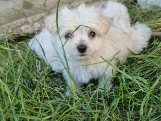 Cățelusi Bichon Maltese/ мальтийская болонка foto 3