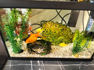 Acvarium cu pesti foto 6