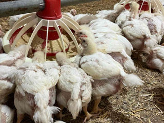 Pui broiler foto 1