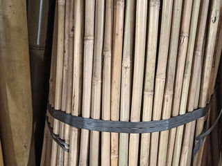 Бамбук Bambus Haragi foto 3