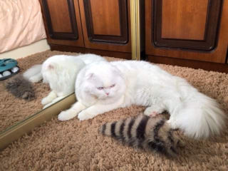 Împerechere cu motan de elită! Scottish fold white, W61. foto 3