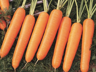 Seminţe de morcov