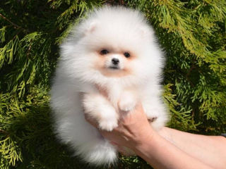 Мини(toi spitz Pomeranian) foto 4