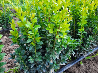 Buxus foto 4