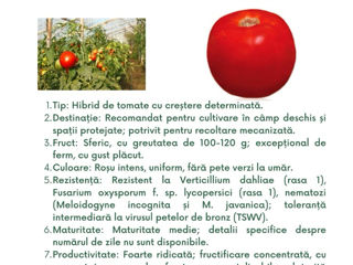 semințe profesionale de tomate, create de Sakata foto 3