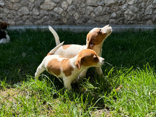 Câinișori Jack Russel Terrier foto 7