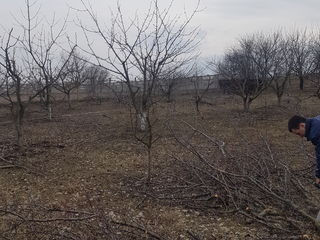 Curatenie pe teren Curatenie in gradina  Уборка огорода foto 5