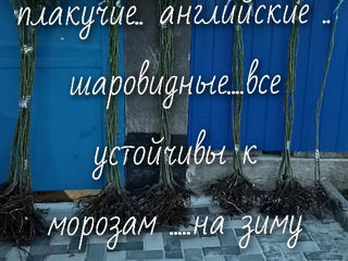 Штамбовые розы foto 3