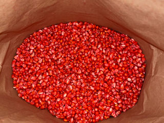 Semințe porumb KWS foto 1