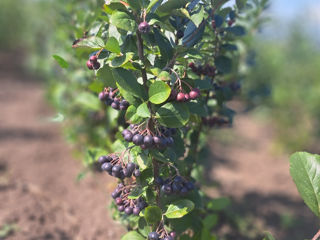 Aronia foto 3