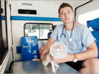 Ambulanta veterinara 24/24 foto 1