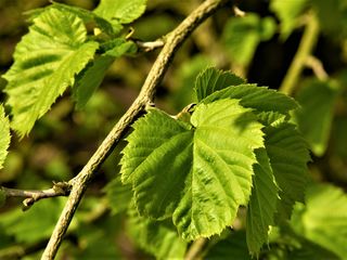 Орех медвежий - alun turcesc - турецкая лещина древовидная (Corylus Colurna) foto 6