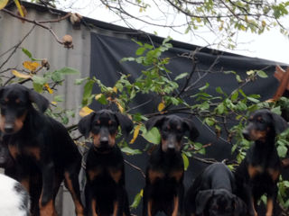 Se vînd caţei de rasă Doberman. foto 3