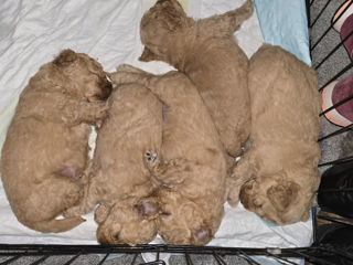 Toy Poodle foto 3