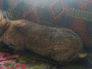 Se vind iepuri maturi de specie (Flander) !!! foto 1
