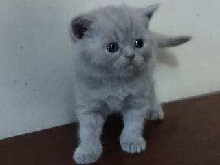 British Shorthair котята с родословной foto 7