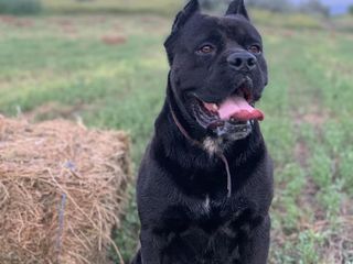 Cane Corso foto 5