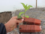 Material saditоr de plante decоrative foto 6