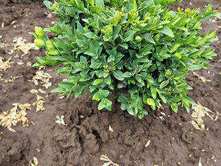 Buxus foto 6