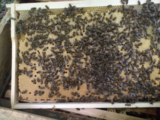Familii de albine preț avantajos!!!