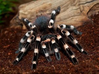 Acanthoscurria geniculata L3 foto 2