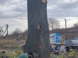 Tăierea copacilor si curatirea de crengi uscate sau avariate! Ieftin! foto 11