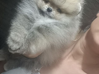 Spitz pomeranian(mini toy) foto 5