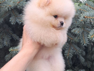 Pomeranian spitz foto 3