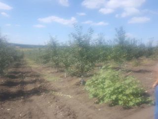 Продам сад с яблоками , саду 4 года, дает урожай уже, 1 ha, в селе Каракушений Векь foto 2