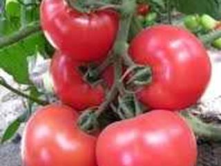 Importator oficial seminte de tomate roz   tokado  f1 / асано f 1  /livram / tehnologia de cultivare