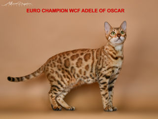 Бенгальские клубные котята от Чемпионов породы foto 8