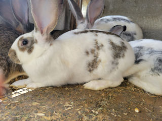 Продам кроликов порода полувеликан вакцинированы.
